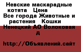 Невские маскарадные котята › Цена ­ 20 000 - Все города Животные и растения » Кошки   . Ненецкий АО,Волоковая д.